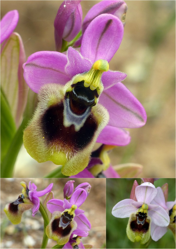 Orchidee in Sardegna, un fine settimana a 78 giri!